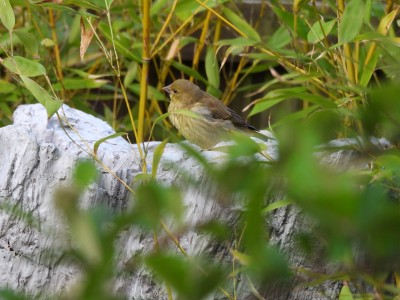 DSCN1899.JPG (2.09 MiB) Viewed 671 times DSCN1899.JPG