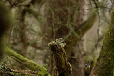 20250123 - Bird photography.jpg