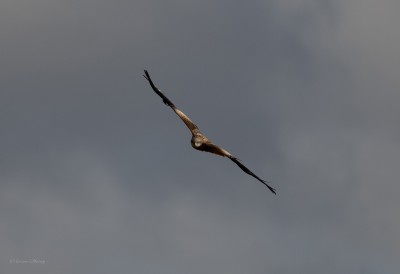 20250207 - Red Kite encounter on the moor.jpg