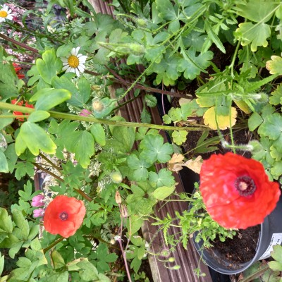 20250701_083324.jpg (2.06 MiB) Viewed 4659 times 20250701_083324.jpg