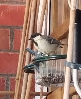 Parus Major Female - 23. Aug. 2025.jpg