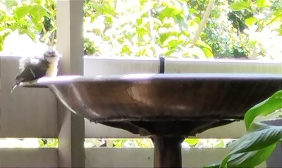 Blue Tit sunning 1.jpg