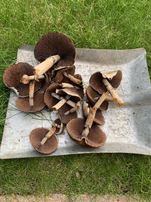Lawn Fungi Underside.JPEG