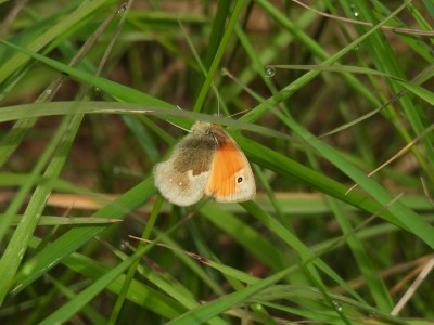 DSCN1604.JPG (505.86 KiB) Viewed 2950 times DSCN1604.JPG