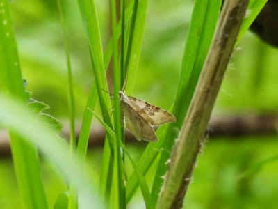 DSCN1625.JPG (302.34 KiB) Viewed 2931 times DSCN1625.JPG