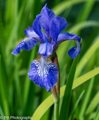 _DSC9776.jpg (228.74 KiB) Viewed 3064 times _DSC9776.jpg