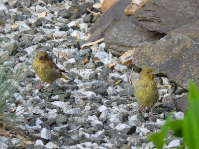 DSCN1900.JPG (997.27 KiB) Viewed 923 times DSCN1900.JPG