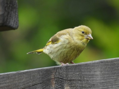 DSCN1866.JPG (2.05 MiB) Viewed 1186 times DSCN1866.JPG