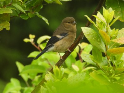 DSCN2038.JPG (2.1 MiB) Viewed 1891 times DSCN2038.JPG