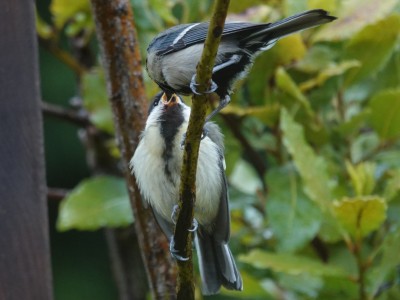 DSC00966.JPG (778.34 KiB) Viewed 1613 times DSC00966.JPG