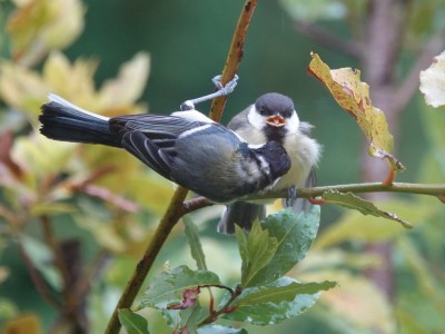 DSC01136.JPG (1.11 MiB) Viewed 1613 times DSC01136.JPG