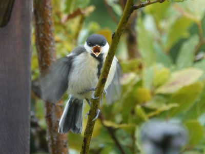 DSC01068.JPG (792.5 KiB) Viewed 1877 times DSC01068.JPG