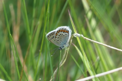 P1049929.jpg (1.13 MiB) Viewed 2533 times P1049929.jpg