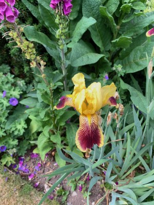 IMG_4803.jpg (888.42 KiB) Viewed 3041 times IMG_4803.jpg