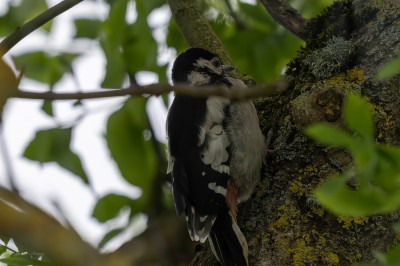 20250602 - First young GSW in the garden copy.jpg