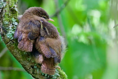 Snuggle buddies (wren fledglings).jpeg