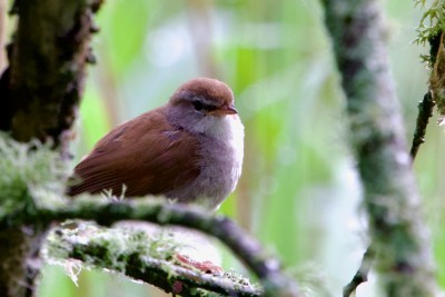 Cettis Warbler.jpeg