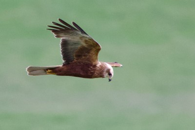 Marsh Harrier.jpeg