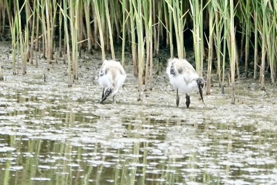 DSC00901.JPG (512.53 KiB) Viewed 1100 times DSC00901.JPG