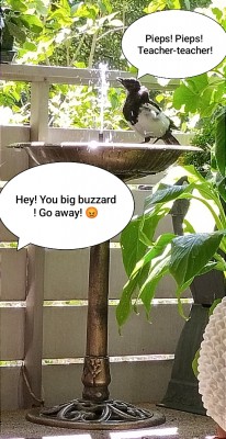 Maggy the Magpie to visit