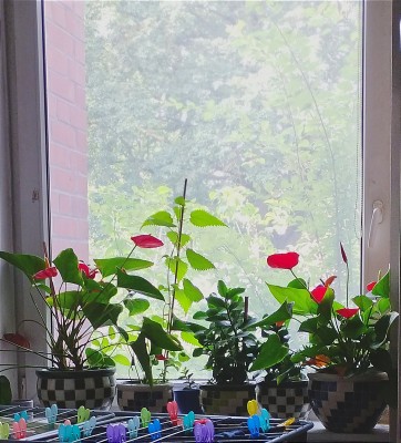 Anthurium &amp; Burning Nettle